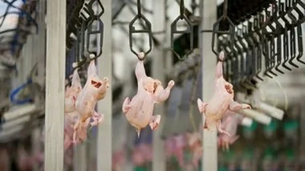 بورصة الدواجن في أسواق ومحلات الأقصر اليوم الخميس 2 أبريل 2026